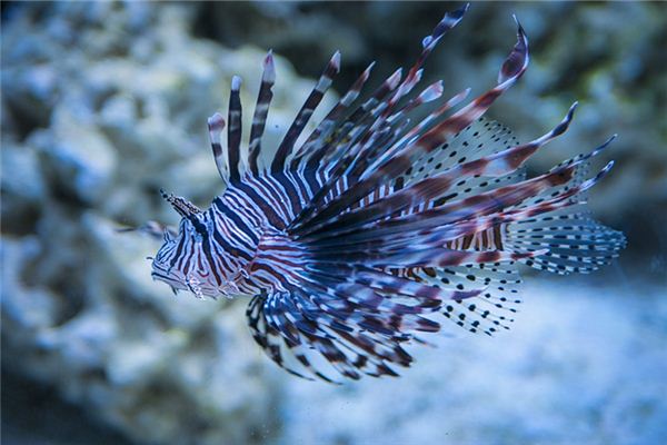 女人夢見被魚咬腳_周公解夢