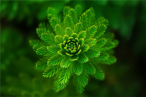 夢到綠植物是不是好的徵兆呢_周公解夢