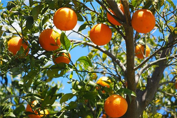 夢見黃桔子是胎夢_周公解夢