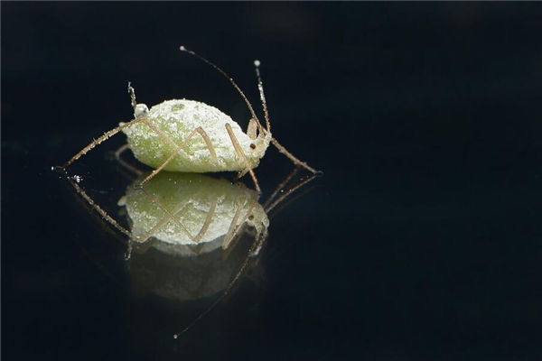 夢見長虱子是什麼意思_周公解夢