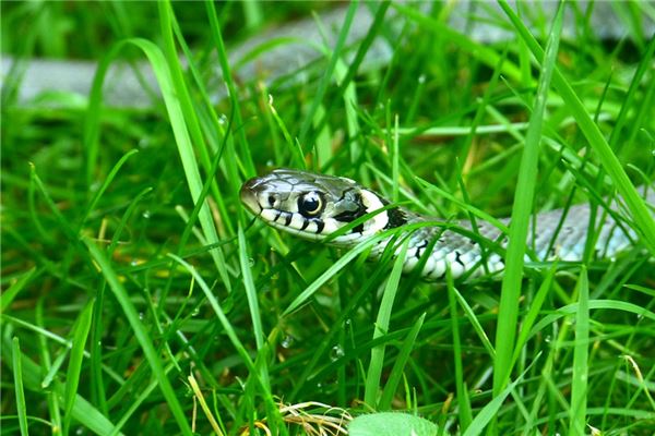 女人夢見抓蛇_周公解夢