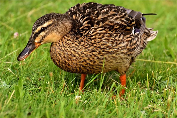 夢見煮鴨子代表什麼_周公解夢