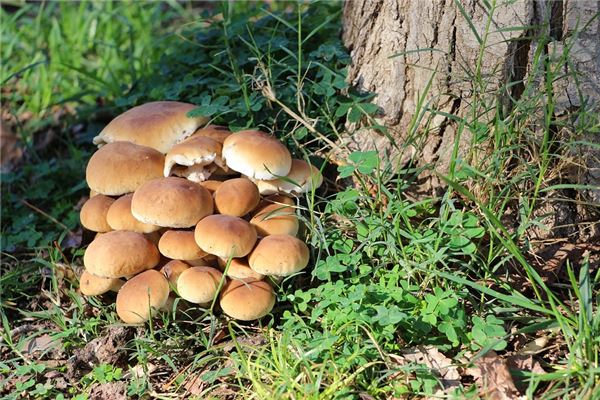 已婚女人夢到撿蘑菇_周公解夢