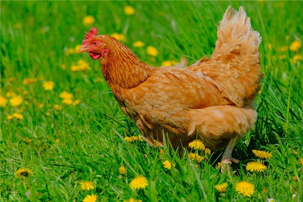 夢見捉住雞_周公解夢