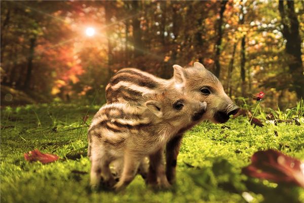 2019年屬什麼_十二生肖