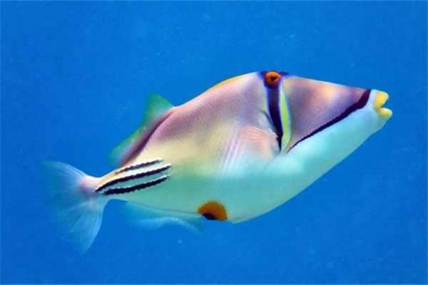 夢見海魚是什麼意思_周公解夢