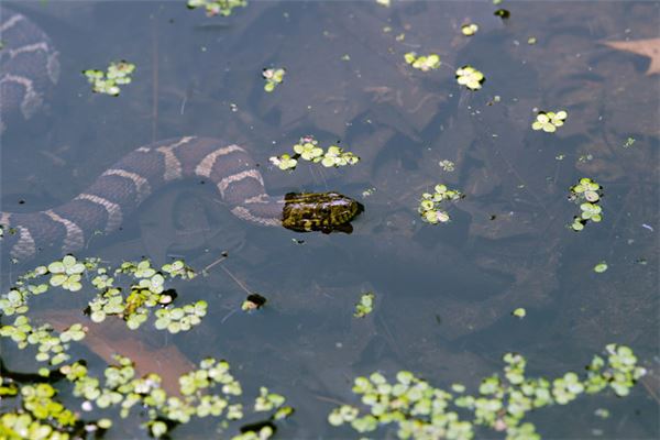 夢見蛇肉但沒吃_周公解夢