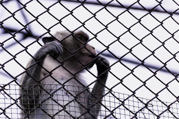 夢見進監獄_周公解夢