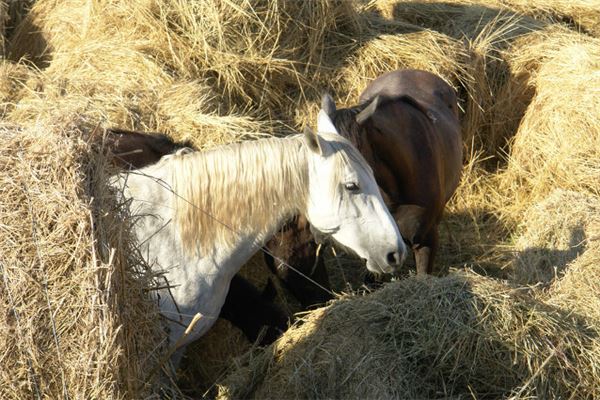 夢見餵馬是什麼意思_周公解夢