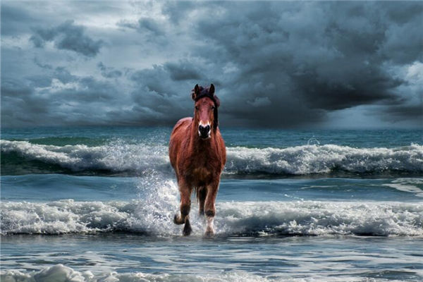 馬屬相的人性格特徵_十二生肖