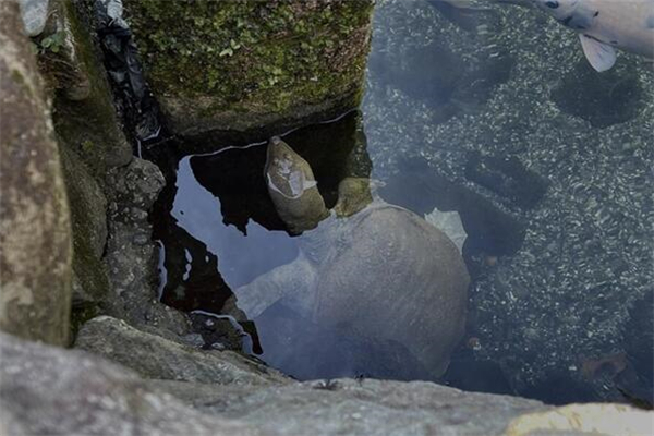 夢見抓王八什麼預兆_周公解夢