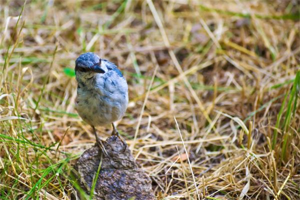 夢見鳥屎掉頭上_周公解夢