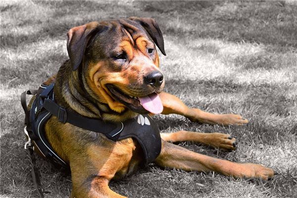 夢見和動物打架有什麼含義_周公解夢