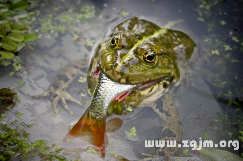 夢見魚吃魚