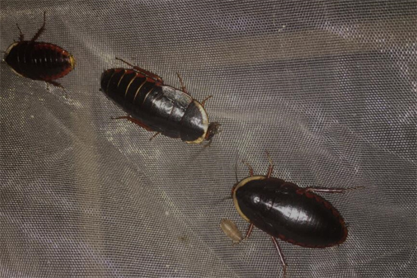 夢到了土鱉蟲有什麼徵兆_周公解夢