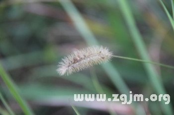 夢境解析：哪種男人最有桃花運_周公解夢