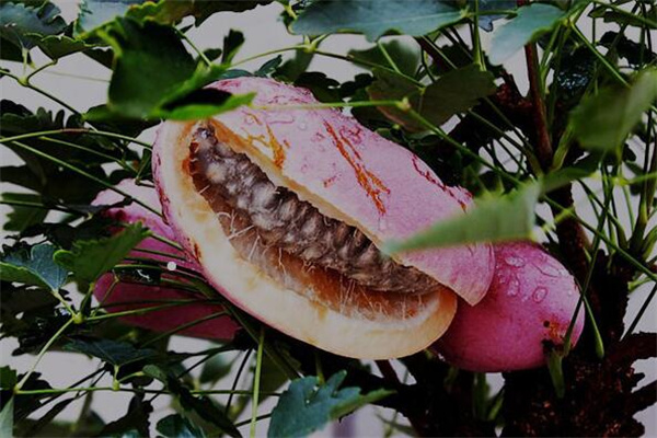 夢到八月瓜有什麼預示嗎_周公解夢