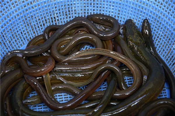 夢見抓善魚有什麼徵兆_周公解夢