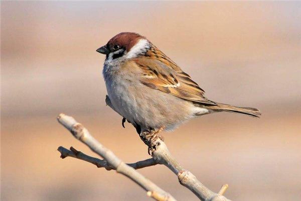 夢見麻雀：麻雀哀鳴憂愁到_周公解夢