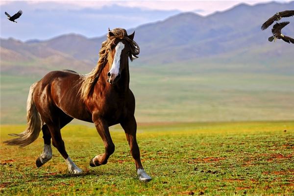 屬馬的男人性格和脾氣_十二生肖