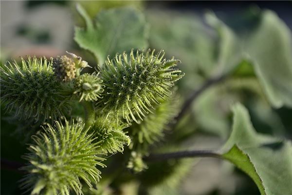 夢到了蒼耳子有什麼預兆_周公解夢
