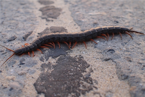 夢見蜈蚣被咬是好事還是壞事_周公解夢