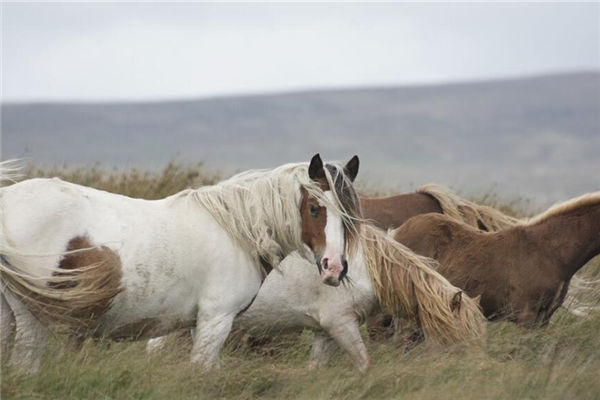 生肖屬馬的男人喜歡你有什麼表現_十二生肖