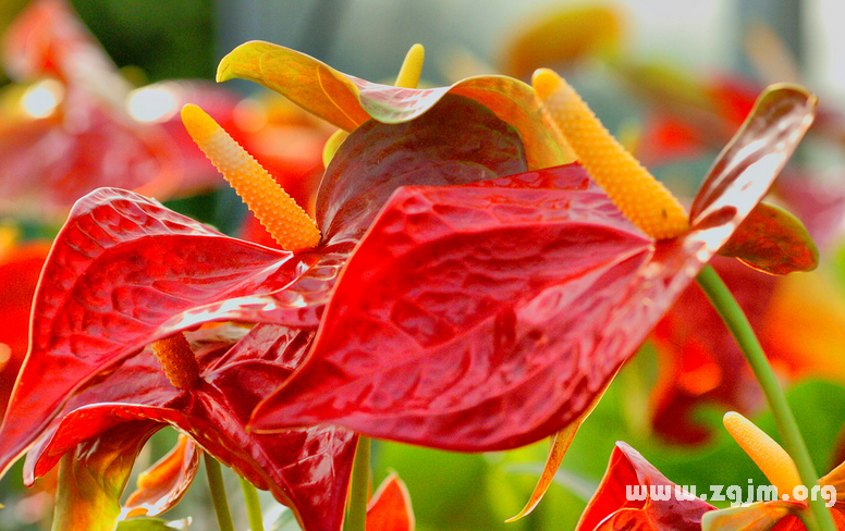 紅掌的花語