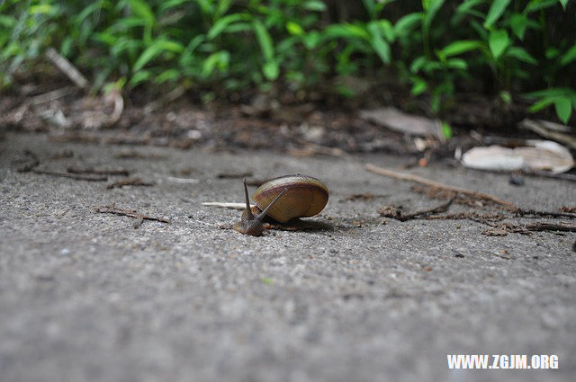 夢見媽媽要死了_周公解夢夢到媽媽要死了是什麼意思_做夢夢見媽媽要死了好不好_周公解夢官網