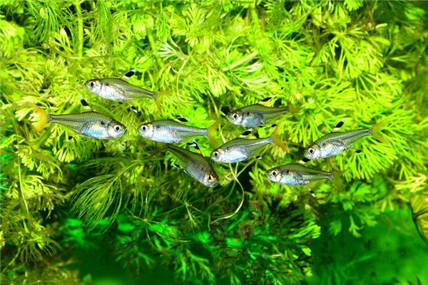 夢見魚蟲是好事還是壞事_周公解夢