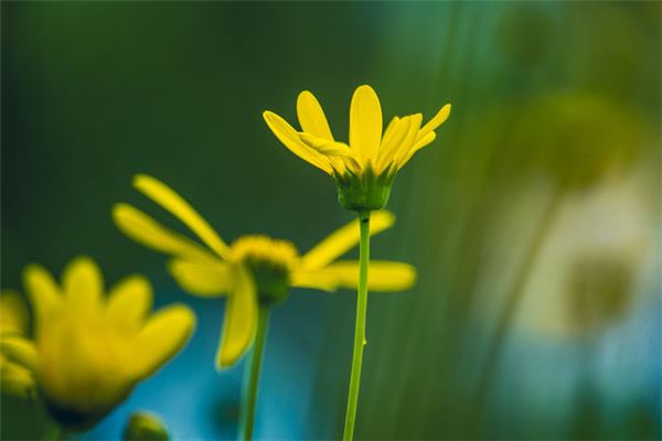 女人夢見黃菊花_周公解夢