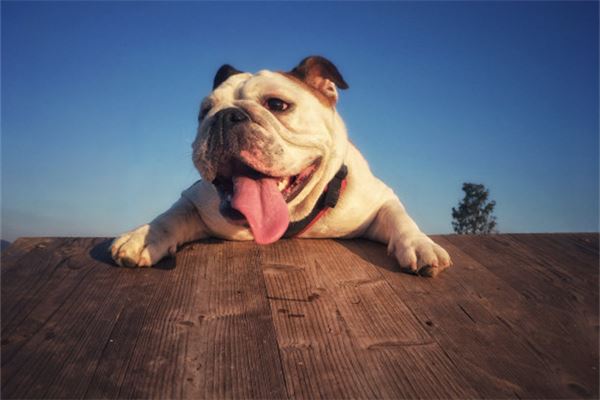 夢見狗咬腳是啥徵兆_周公解夢