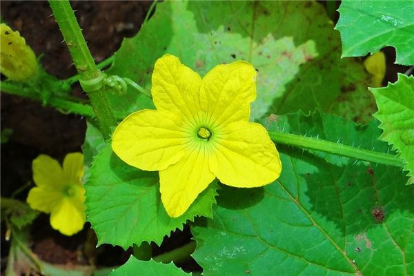 夢見葫蘆藤是什麼意思_周公解夢