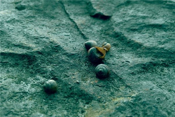 夢見摸田螺是什麼意思_周公解夢