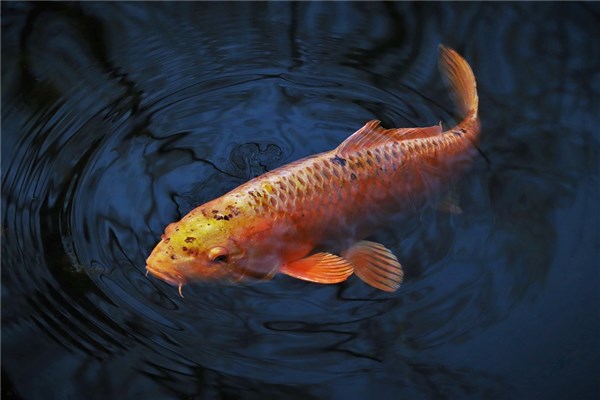 夢到鋰魚有什麼意思嗎_周公解夢