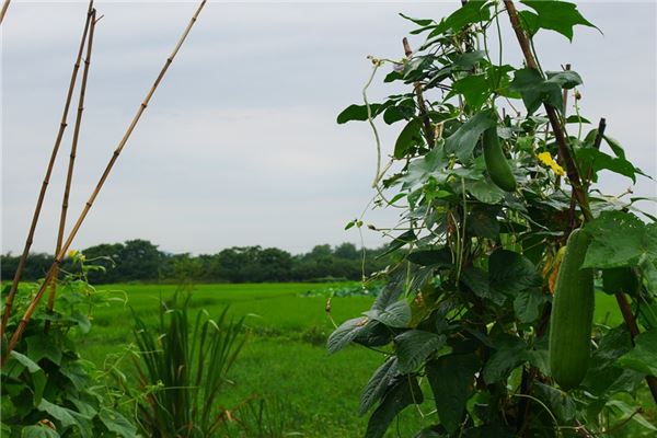 夢見節瓜有什麼說法_周公解夢