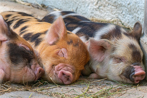 夢見殺豬分肉什麼意思_周公解夢