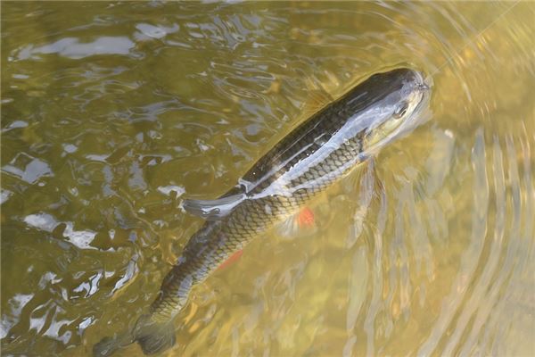 夢到花鰱魚意味著什麼_周公解夢
