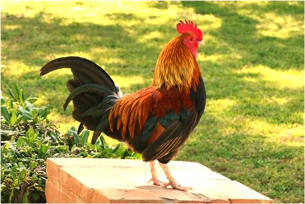 夢到上坡上路很好意味著什麼_周公解夢官網