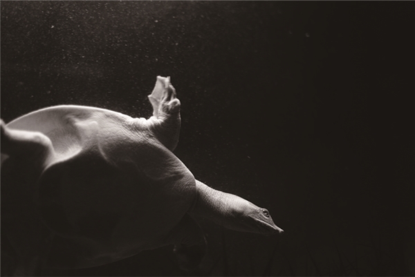 夢見甲魚進家是什麼徵兆_周公解夢