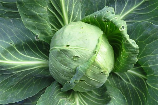 夢見白菜財運如何_周公解夢