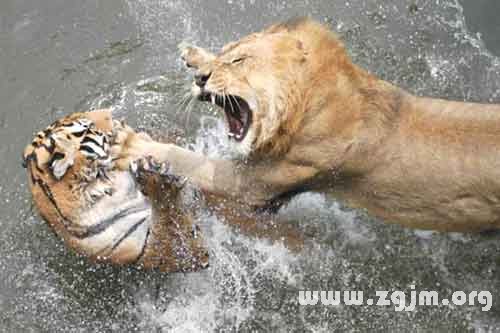 夢見老虎獅子打架