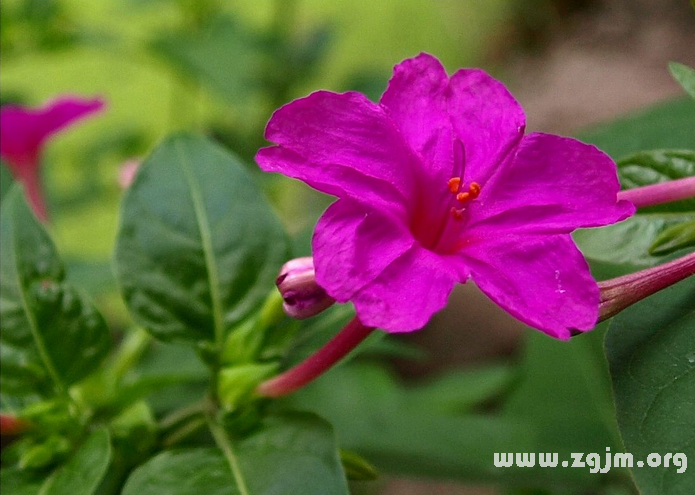 胭脂花的花語