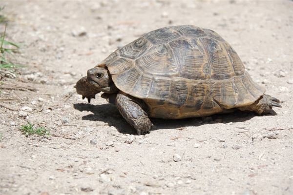 夢見烏龜有生女孩的么_周公解夢