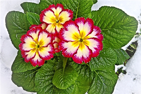 夢到了雪裡紅是不是好的徵兆呢_周公解夢