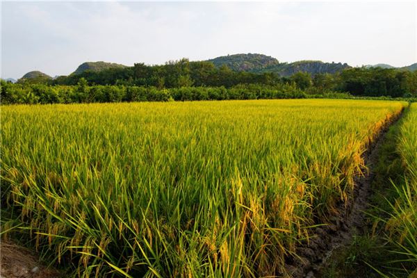 夢見莊稼地_周公解夢