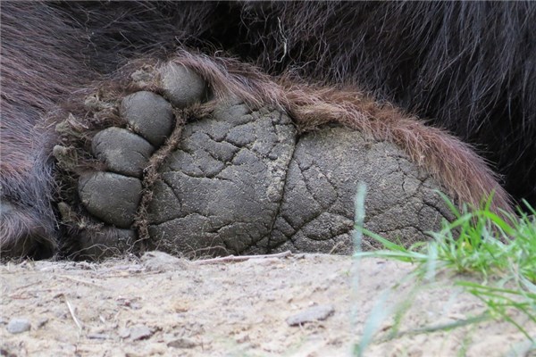 夢見吃熊掌有什麼意思_周公解夢