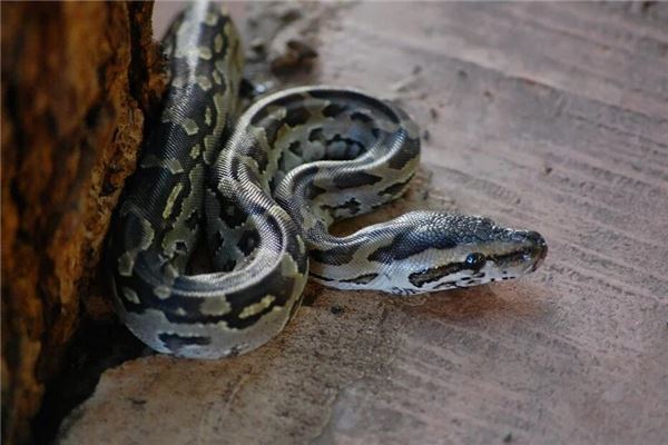 夢見大蟒蛇追我_周公解夢