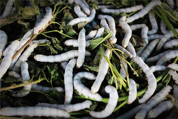 夢到身上很多蟲怎麼樣_周公解夢