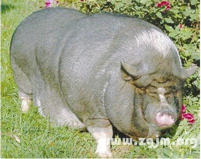 夢見肥胖的豬